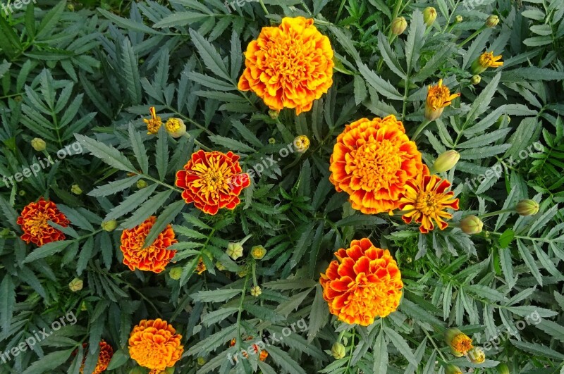 French Marigold Flower Flora Plant Garden