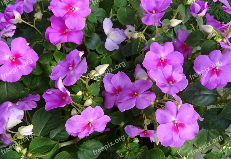 Impatiens Impatiens Walleriana Flower Impatiens Sultanii Busy Lizzie