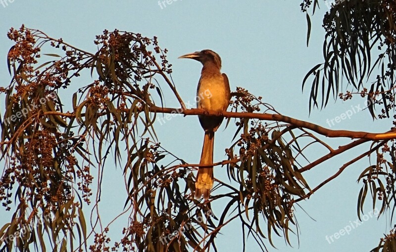 Indian Grey Hornbill Bird Ocyceros Birostris Hornbill Wildlife