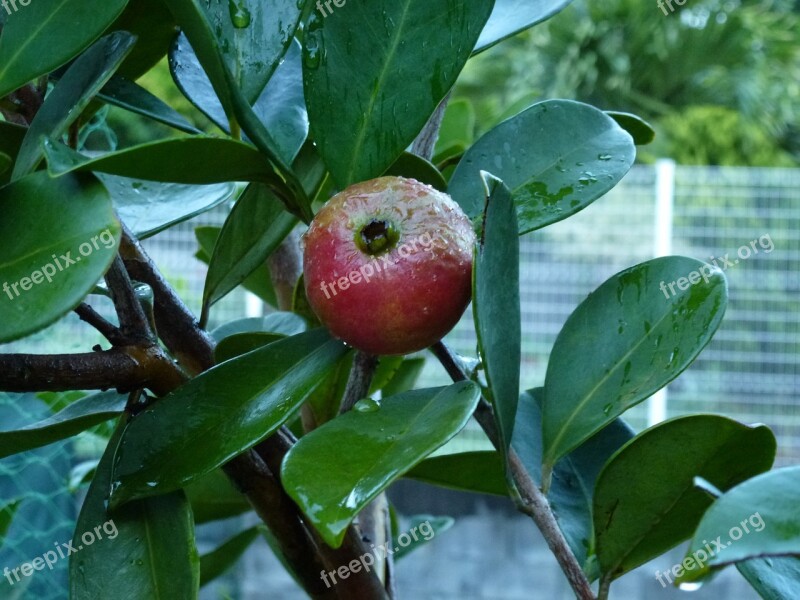 Guava Red Fruit Tropical Fruit Free Photos