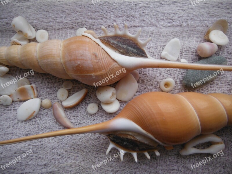 Seashells Exotic Sea Nature Shell