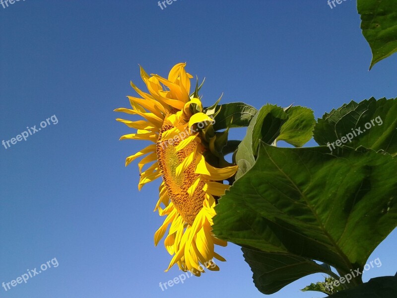 Summer Sunflower Closeup Bright Flower