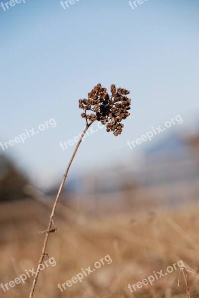 Dry Plant Seed Head Halm Lant