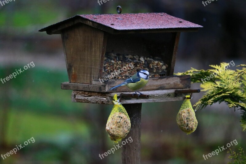 Blue Tit Bird Garden Natureworld Tit