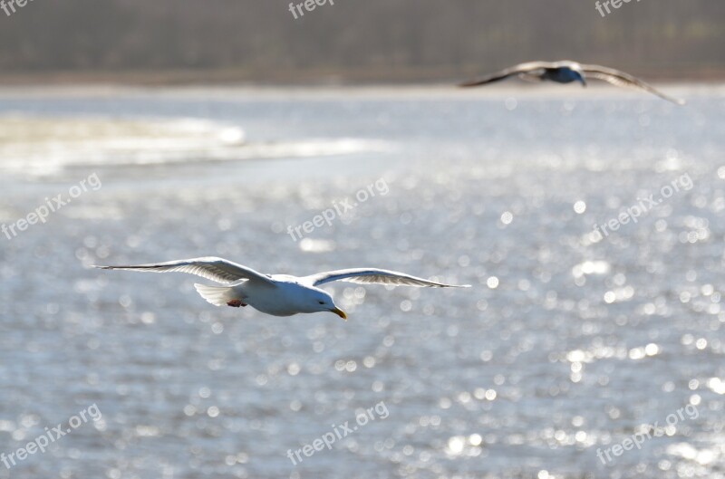 Seagull Sea Bird Baltic Sea Morning Light