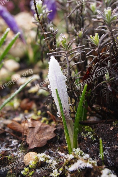 Crocus Frozen Ripe Freezing Winter