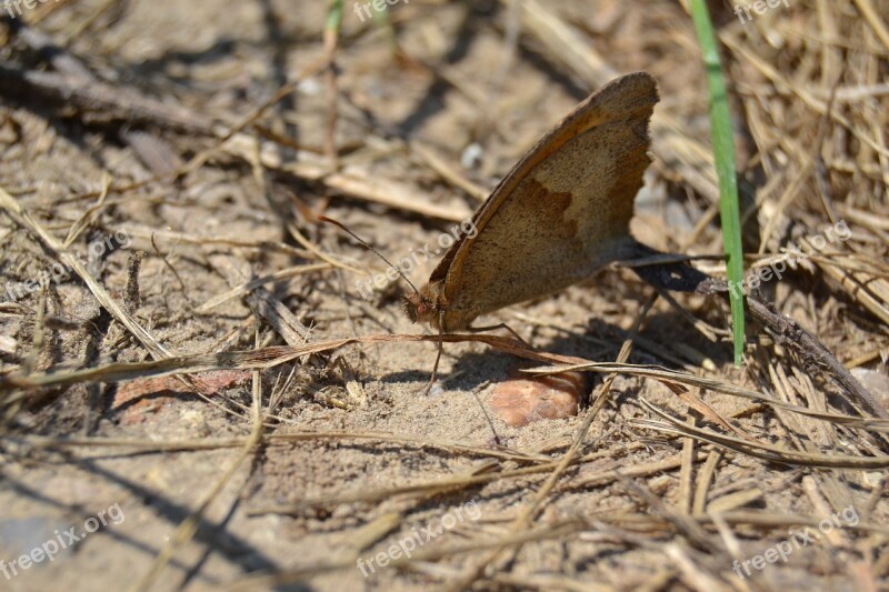 A Moth Worm Butterfly Macro Free Photos