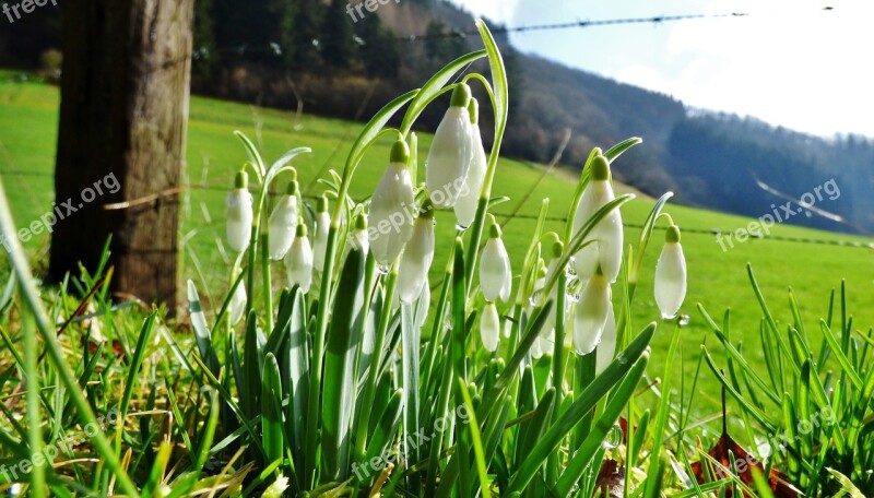 Snowdrops Nature Spring Flowers Green