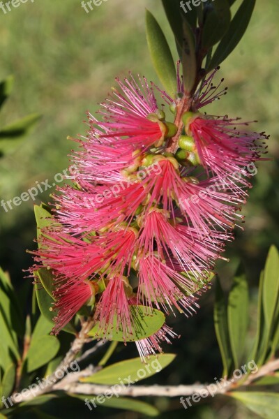 Flower Bottlebrush Callistemon Plant Nature