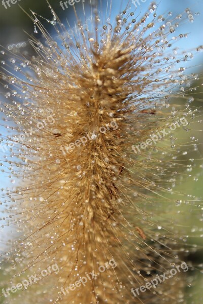 Grass Dew Fresh Garden Countryside