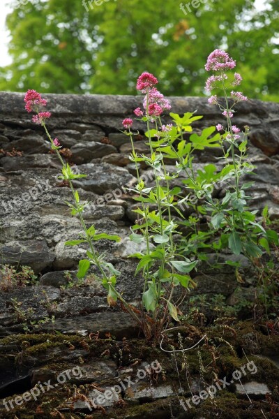 Centranthus Red Centrante Plant Flowers Nature