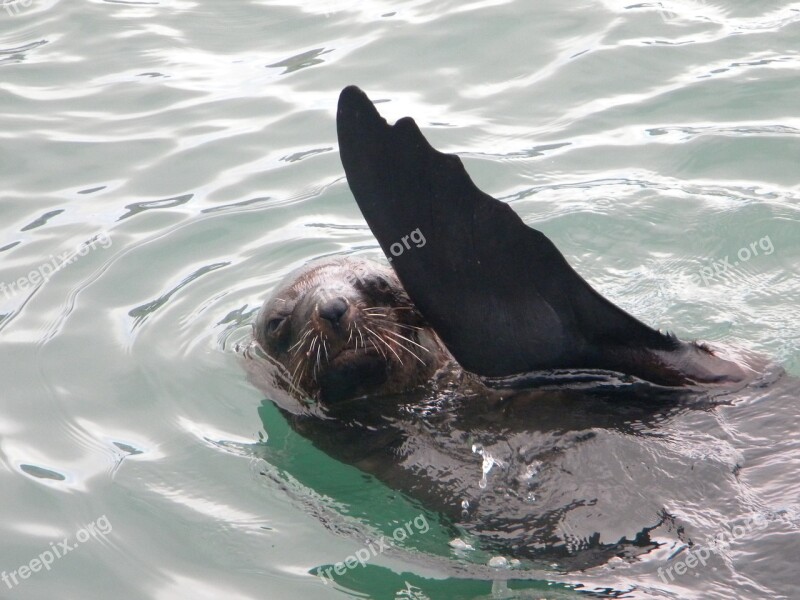 Seal Hi Swim Water Sea