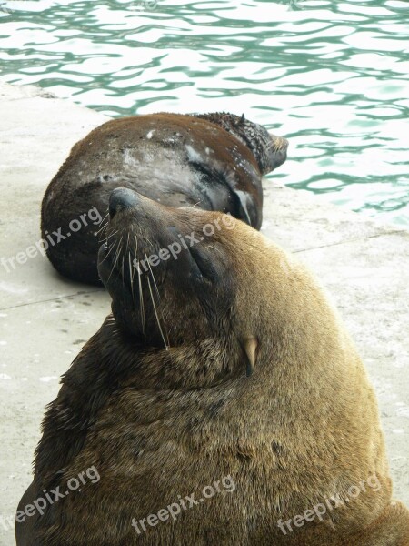 Seal Bold Loiter Free Photos