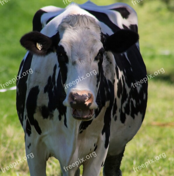 Cow Rural Country Farm Cattle