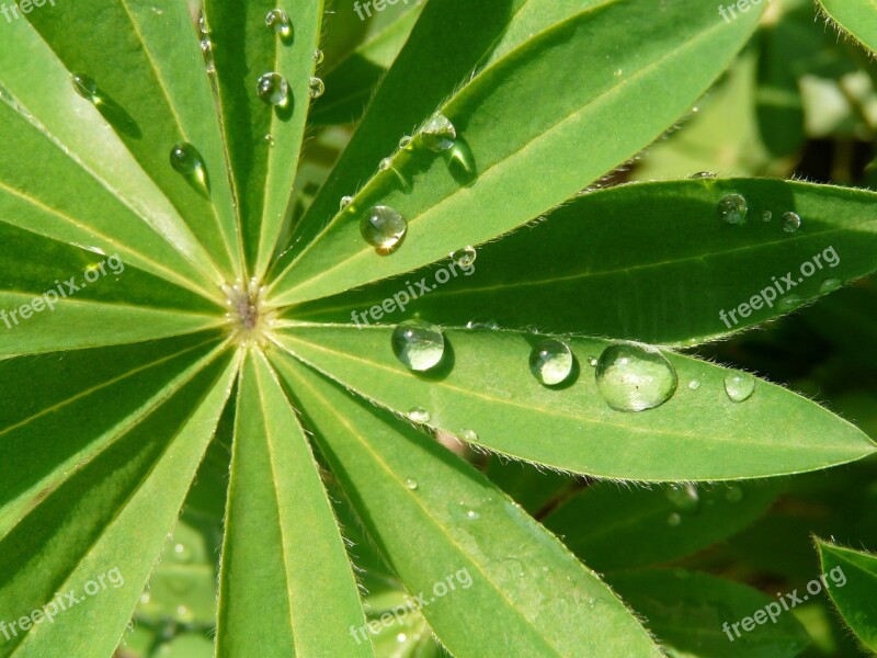 Drops Leaf Green The Freshness Joy