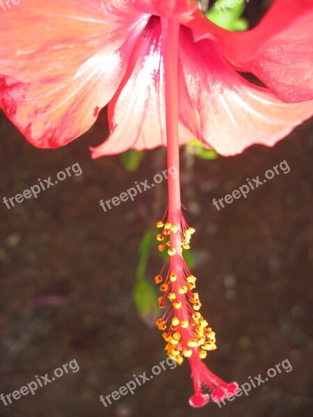 Blossom Bloom Hibiscus Red Close Up