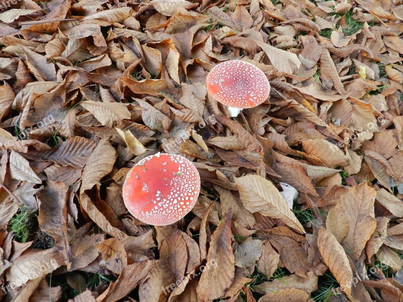 Mushroom Red White Dots Autumn Fly Agaric Free Photos