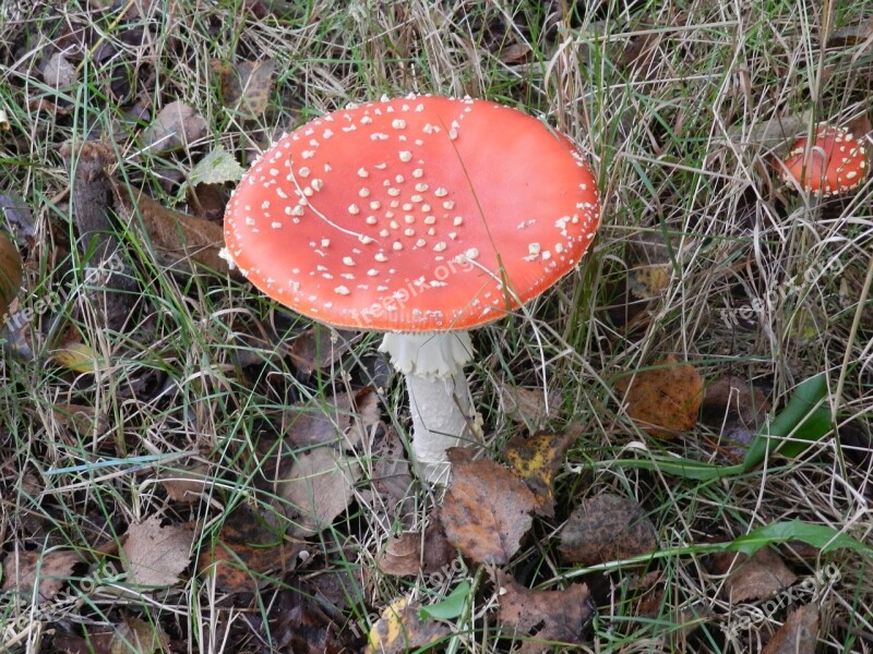 Mushroom Fly Agaric Autumn Free Photos