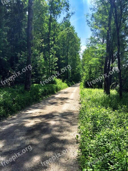 Away Forest Nature Forest Path Sunny