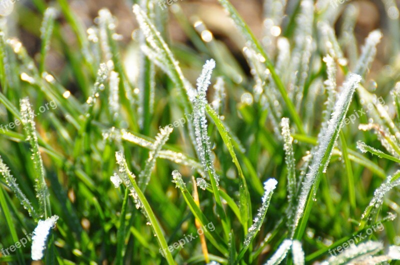 Plant Grass Leaves Plants Winter