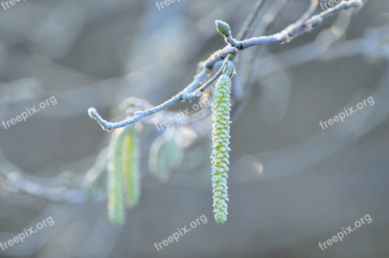 Plant Tree Leaves Plants Branch