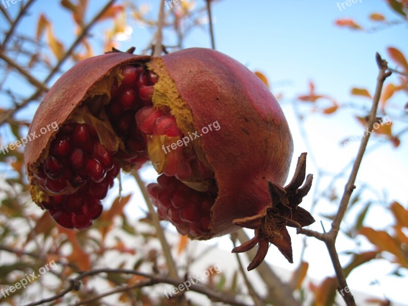 Pomegranate Summer Mediterranean Sweet Love Apple