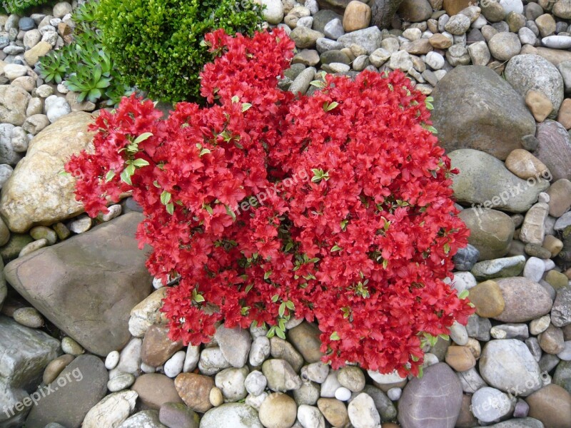 Azalia Red Flower Plant The Growing