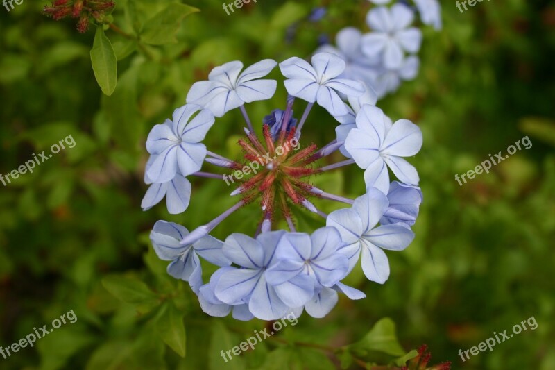 Plumbago Flower Blue Garden Free Photos