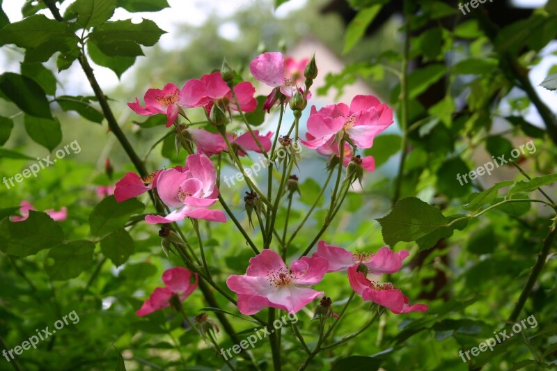 Roses Garden Pink Flowers Free Photos