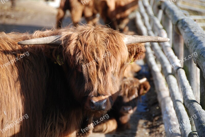 Highland Beef Beef Cow Shaggy Free Photos