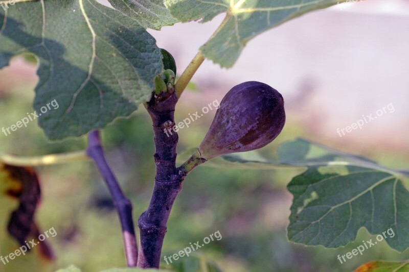 Fig Fruit Purple Tree Leaves