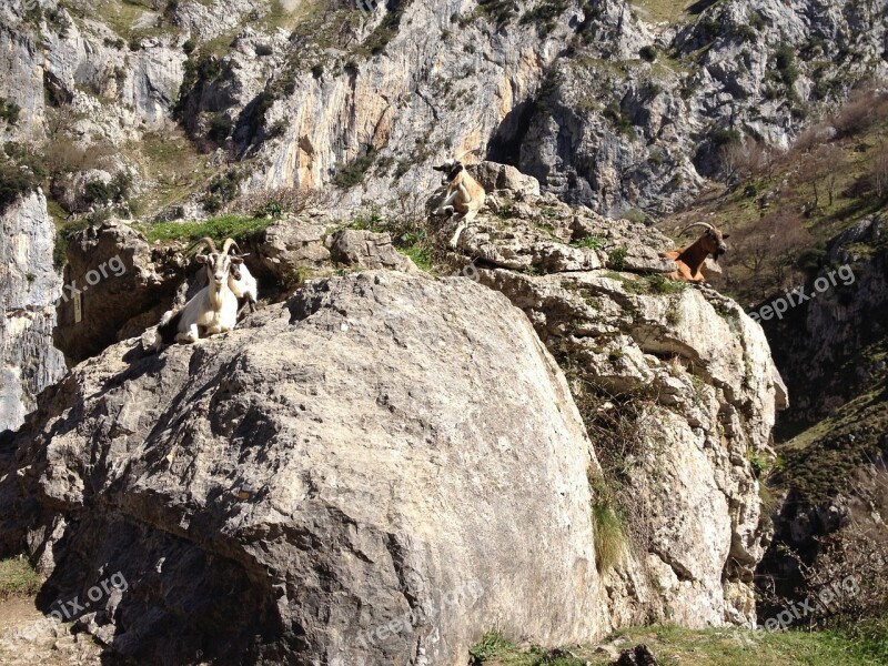 Goats Animals Nature Mountain Ibex