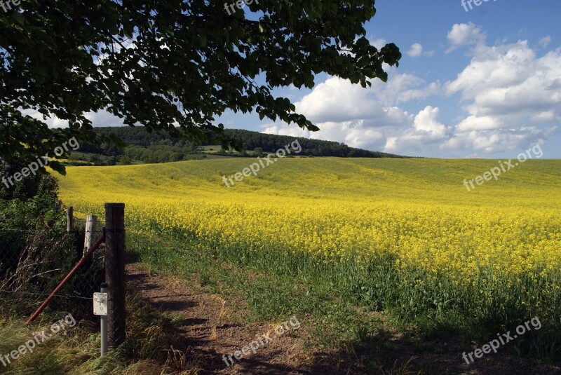 Field Of Rapeseeds Oilseed Rape Field Landscape Yellow