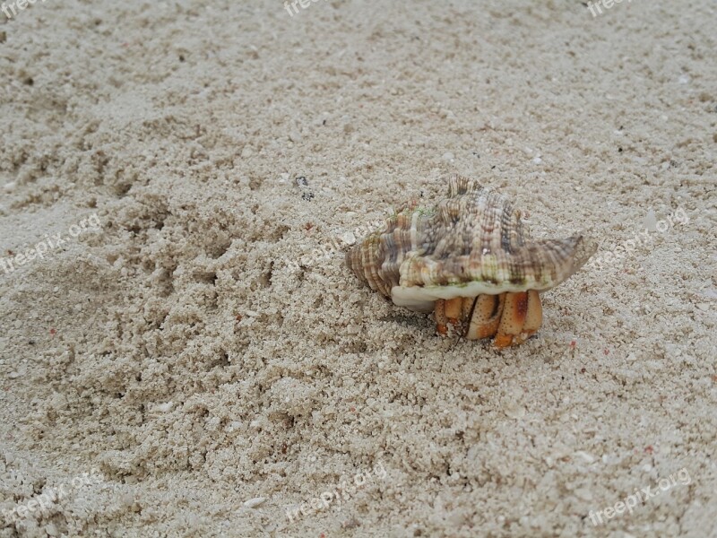 Crab Sand Beach Tropical Sea