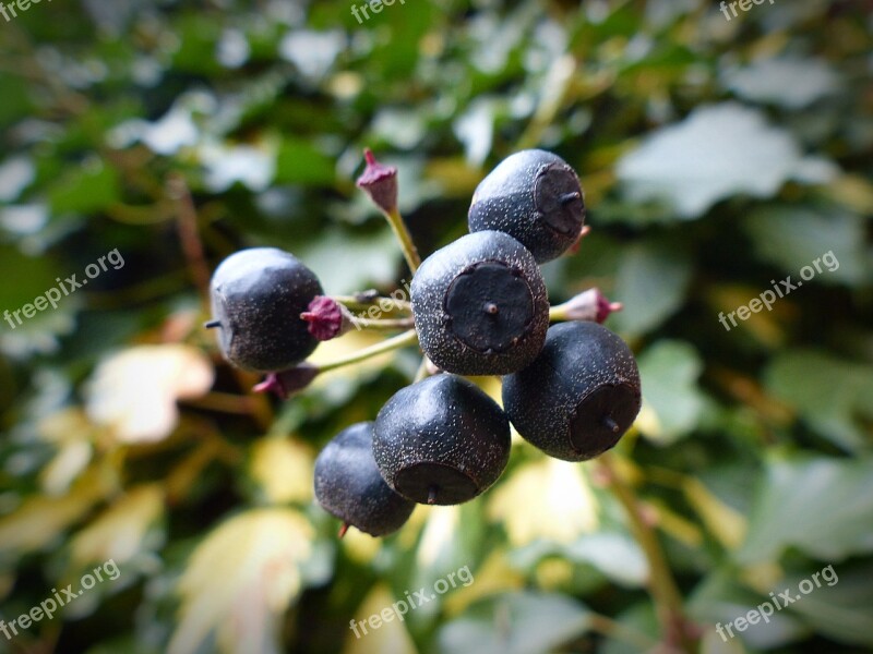 Ivy Berries Plant Ivy Fruit Fruits