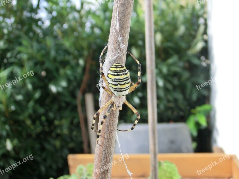 Wasp Spider Very Rare Beautiful Striped Exotic