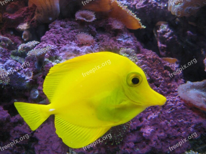 Fish Yellow Water Fishermen Yellow Tang