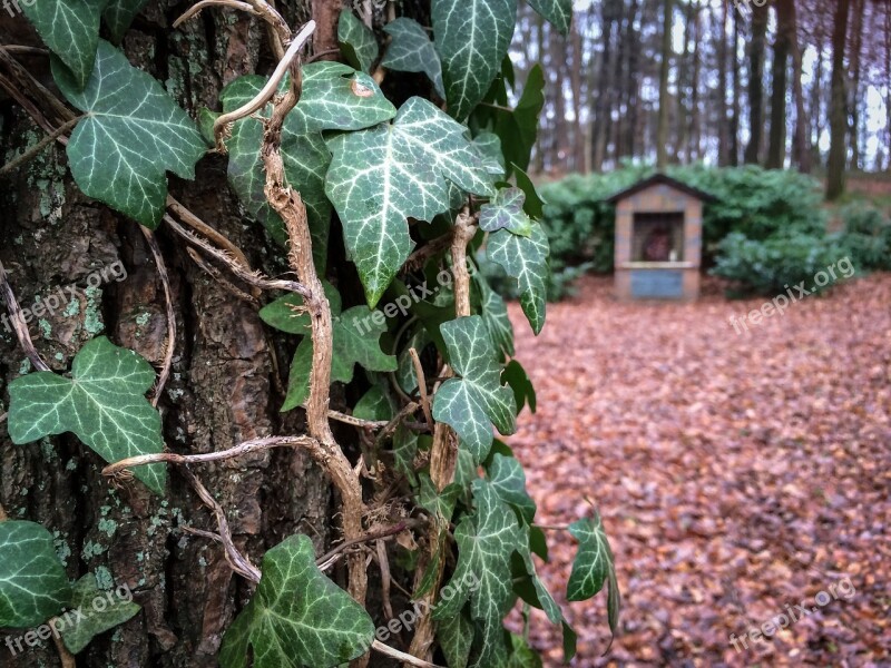 Ivy Tree Bark Forest Log