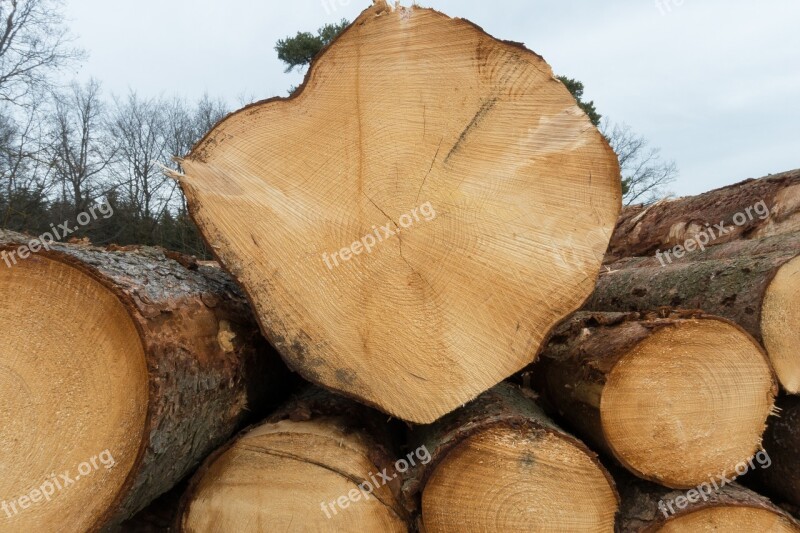 Wood Timber Edge Of The Woods Holzstapel Growing Stock