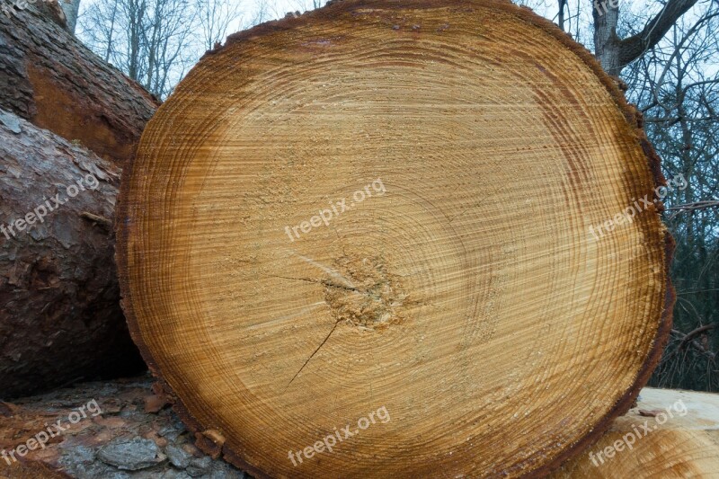 Wood Timber Edge Of The Woods Holzstapel Growing Stock