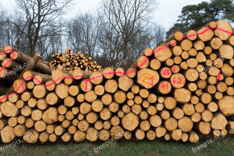 Wood Timber Edge Of The Woods Holzstapel Growing Stock