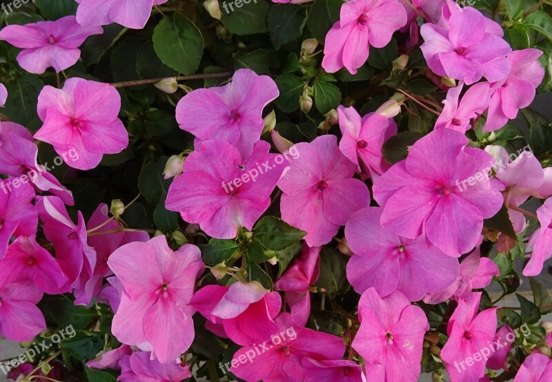 Impatiens Impatiens Walleriana Flower Impatiens Sultanii Busy Lizzie