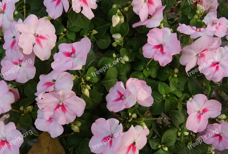 Impatiens Impatiens Walleriana Flower Impatiens Sultanii Busy Lizzie