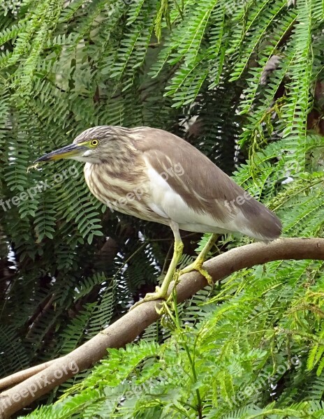 Pond Heron Bird Fauna Avian Wildlife