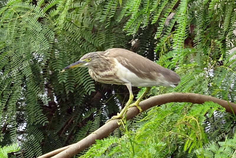 Pond Heron Bird Fauna Avian Wildlife