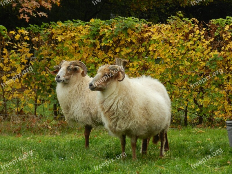 Sheep Heather S Drenthe Heath Sheep Free Photos