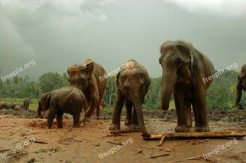 Elephant Animal Nature Wild Big