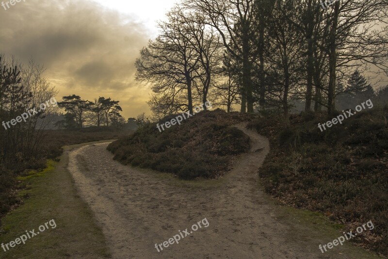 Nature Forest Walking Path Trees Tree