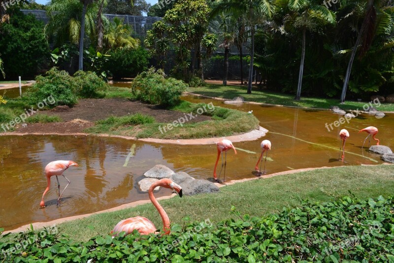 Flamingo Bird Zoo Pong Fauna