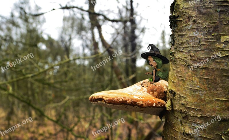 Mushroom Tree Agaric Mushrooms Tree Bark